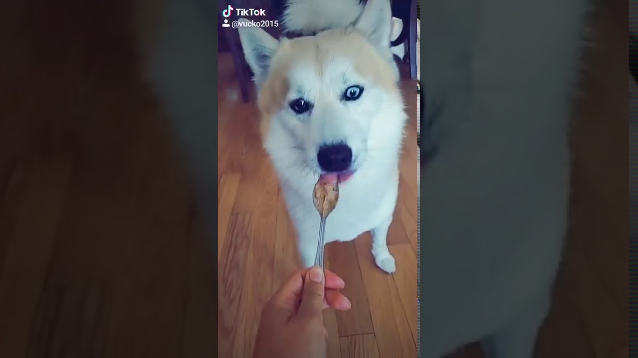 Pomsky 