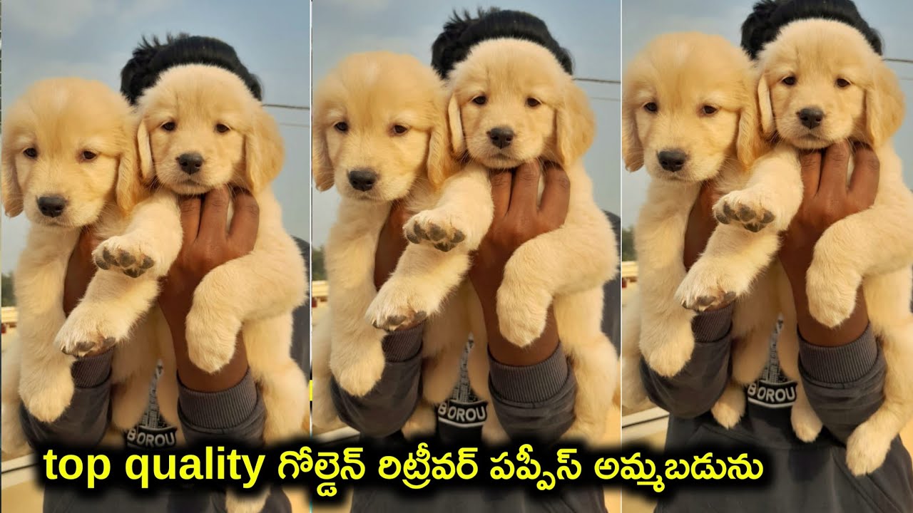 top quality golden retriever puppies for sale in telugu/99497 91961 /aj