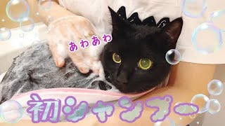 感動！成猫の元野良でもシャンプーできるようになりました！
