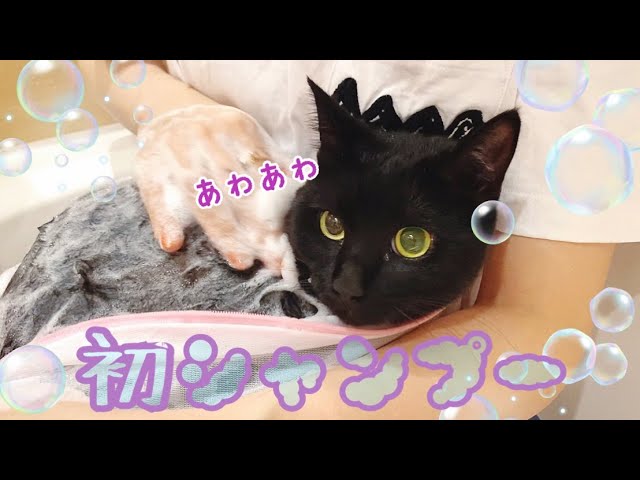 感動！成猫の元野良でもシャンプーできるようになりました！