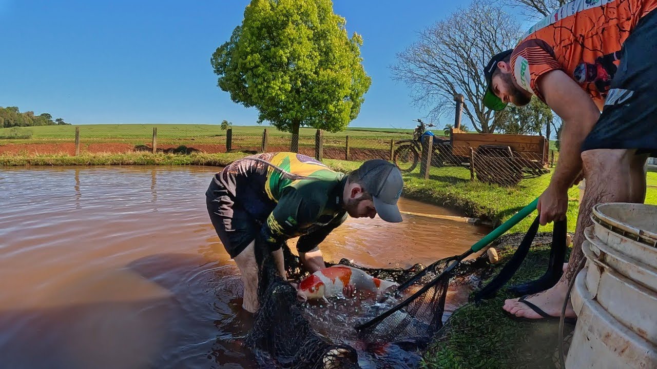 Escolha das matrizes para reprodução