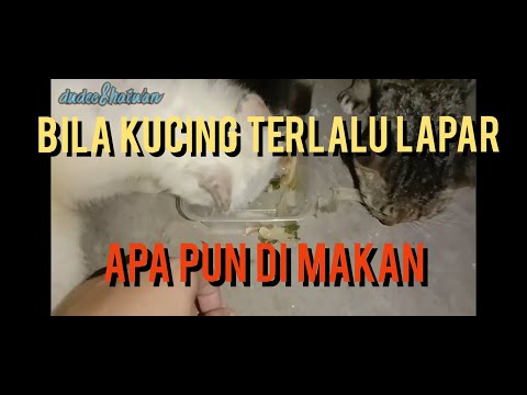 Video: Makluman Keselamatan Anjing: Beg Makanan Ringan Menimbulkan Risiko Mencegah Kesalahan Untuk Haiwan Peliharaan