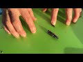 Click beetles: entertaining acrobats of the garden