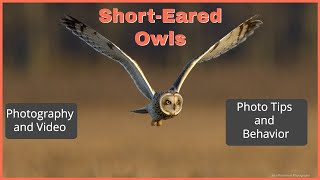 Short Eared Owls Photography (Behavior, photography tips)