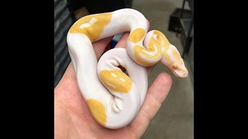 Man accidentally breeds python with 3 smiley face emojis, sells it for $6000  (₹4.3 L) | Really News