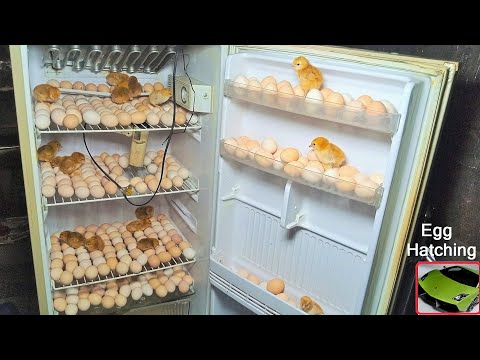 Egg hatching in old Refrigerator ( fridge ) - Egg incubator