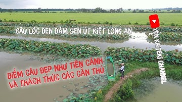 ĐIỂM CÂU CÁ LÓC ĐEN LONG AN ĐẸP NHƯ TIÊN CẢNH VÀ CẢM GIÁC SĂN CÁ TỰ NHIÊN | YẾN KAITEKI CHANNEL