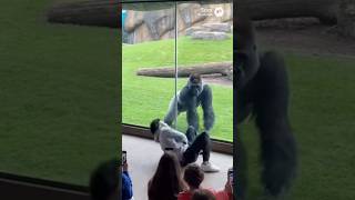 Human vs Gorilla Dance Battle… Who Wins?#DanceBattle#Breakdance#Gorilla#ZooMoment#ViralShorts