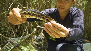 Cá Đồng U Minh Hạ | Nét Quê #346