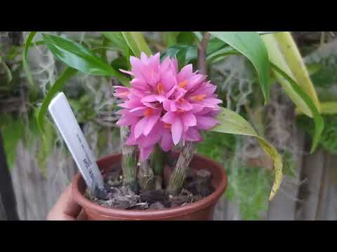 Botões e florações
