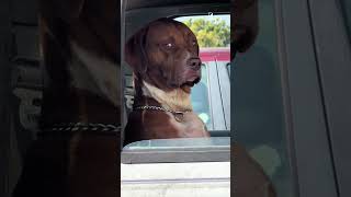 Dog In Truck Stares Down Woman In Parking Lot
