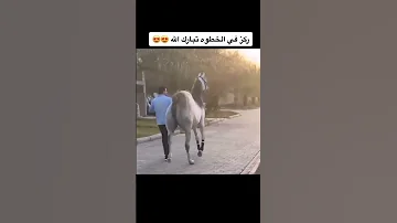 خطوة ملكيه ماشاء الله الحصان العربي Horse Top 2023 