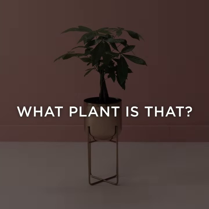 How To Care For A Money Tree
