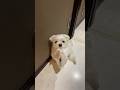 コレが毎晩お風呂に突撃する合図🐶#shorts #マルチーズ犬 #可愛い犬