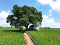 24  Hát Về Cây Lúa Hôm Nay