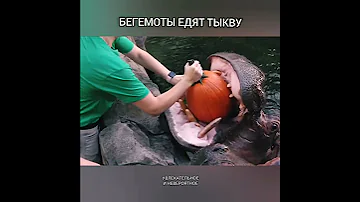 Бегемоты едят тыкву
