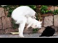 野良猫のすさまじすぎる喧嘩！ボス猫の乱入でとんでもないことに！喧嘩のあとに両者にカルカン(kalkan)を給餌したらうまそうに食べた 感動猫動画 EOSR5