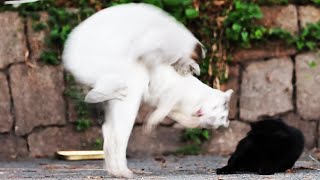 Too terrible quarrel of stray cats