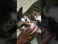 Oreo hurt  #youtubeshorts #marinatedpork #cat #viralvideo