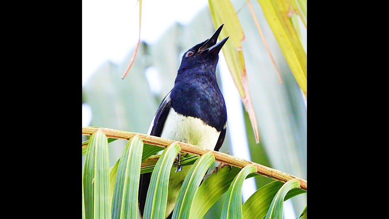 Singing Oriental Magpie Robin | Singapore Birding 