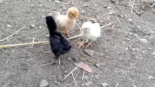 Évolution des poussins et nouvelle des poules