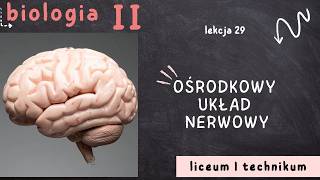 Biologia 2 Lo Lekcja 29 Ośrodkowy Układ Nerwowy