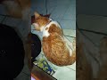 Pulang2 kehujanan