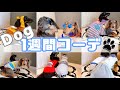 【1週間コーデ】犬の春夏ファッションを公開…!!   【One week code】Dog fashion show…!!