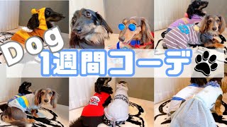 【1週間コーデ】犬の春夏ファッションを公開…!!   【One week code】Dog fashion show…!!