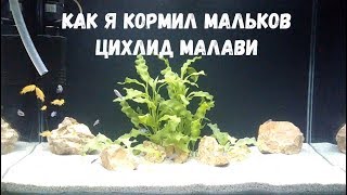 Как я кормил мальков цихлид малави