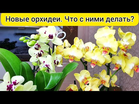 Видео: Как да храним орхидея у дома?