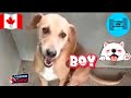 Fur-ever Sweet: The Charm of Askals #sweet  #dog  #shorts