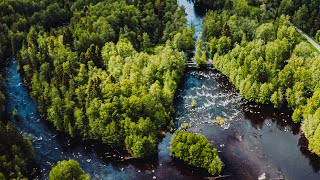 LÄSÄKOSKI – Jättiläistaimenten koti | Perhokalastusta