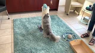 5th Birthday Midas new toys and scratch pole by Midas The Persian Cat 243 views 1 year ago 3 minutes, 41 seconds