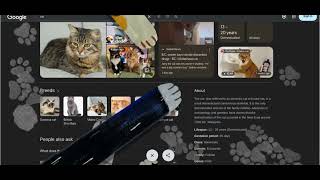 Famous Cat Google easter egg Net Worth