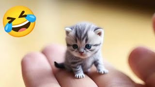 Funny Videos 2024 🤣 Cutest Cats Videos 2024 😘☺️