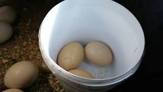 Овоскопирование куриных яиц на 16 день. Кровяное кольцо.