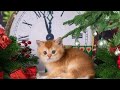 Доброе Утро  Пятница! Со  Старым Новым Годом Вас! Вы встретили Его?))) 🌲❄☃️🐅🍷14 Января