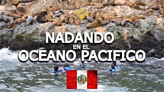 Así es NADAR CON LOBOS MARINOS EN EL OCEANO PACIFICO | PERU #2