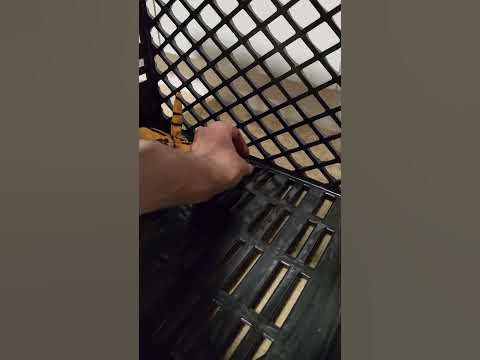 Miniature Schnauzer Fetches Treat