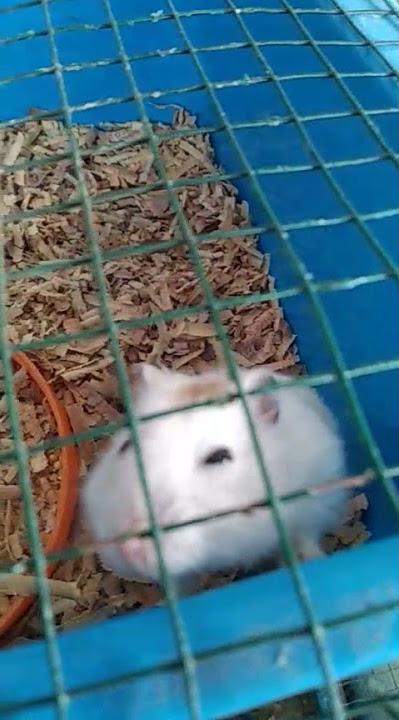 Suara hamster marah
