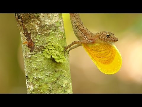 Unbelievable Anole Dewlap