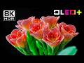 BEST OLED DEMO - Ultra Vivid Floral Blooming in 8K HDR | Dolby Vision™