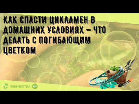 Как спасти цикламен в домашних условиях — что делать с погибающим цветком