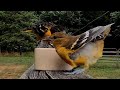 Baby Oriole, "Feed me, Feed me!!".  Live mealworms a favorite!  Video bomber shows up.