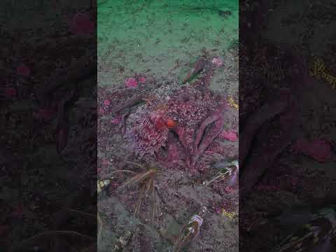 An Octopus And It's Fish Entourage #octopus #scubadiving #vancouverisland #wildlife #ocean