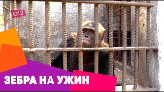 Месяц в тюрьме, зебра на ужин Ленин в Африке о2тв