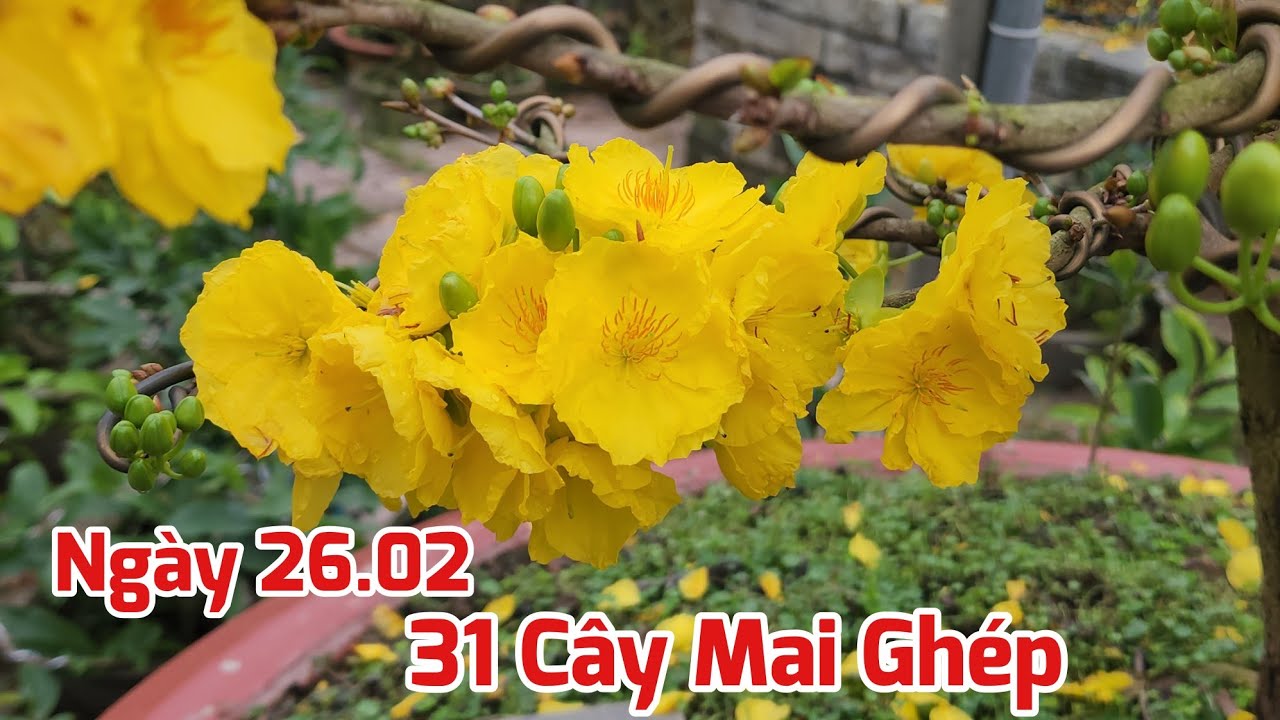 Ngày 26/02 - Bán 31 Cây Mai Ghép