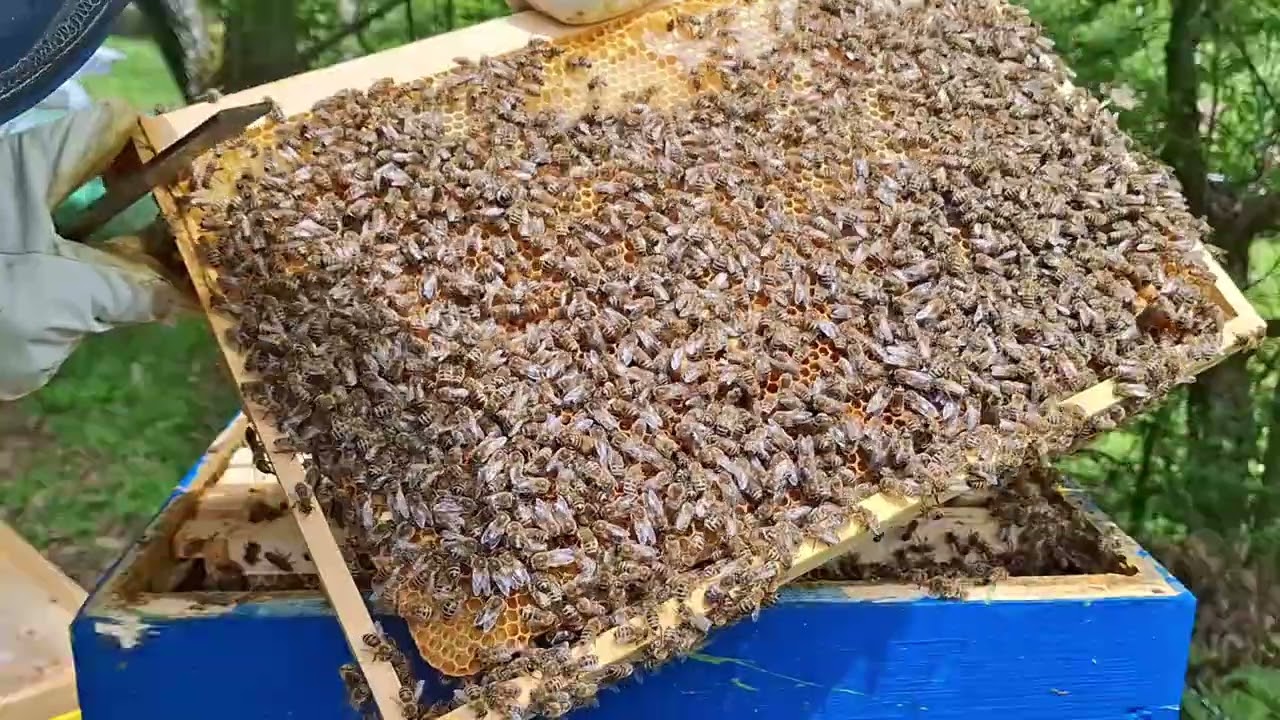 Преглед за роево 31.5.2025