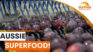 The Queen Garnet plum is Australia's homegrown superfood! | Sunrise